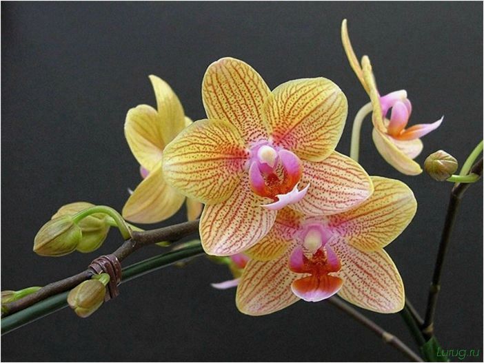 (орхидея, цветет, виды, сорта, фото) Орхидея: когда цветет, виды и сорта, фото цветка, чем поливать, чтобы росла быстро, уход и посадка