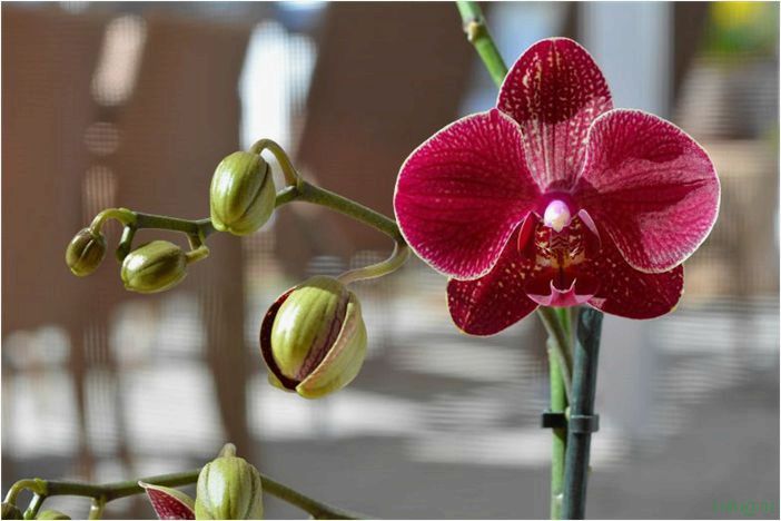 (орхидея, цветет, виды, сорта, фото) Орхидея: когда цветет, виды и сорта, фото цветка, чем поливать, чтобы росла быстро, уход и посадка