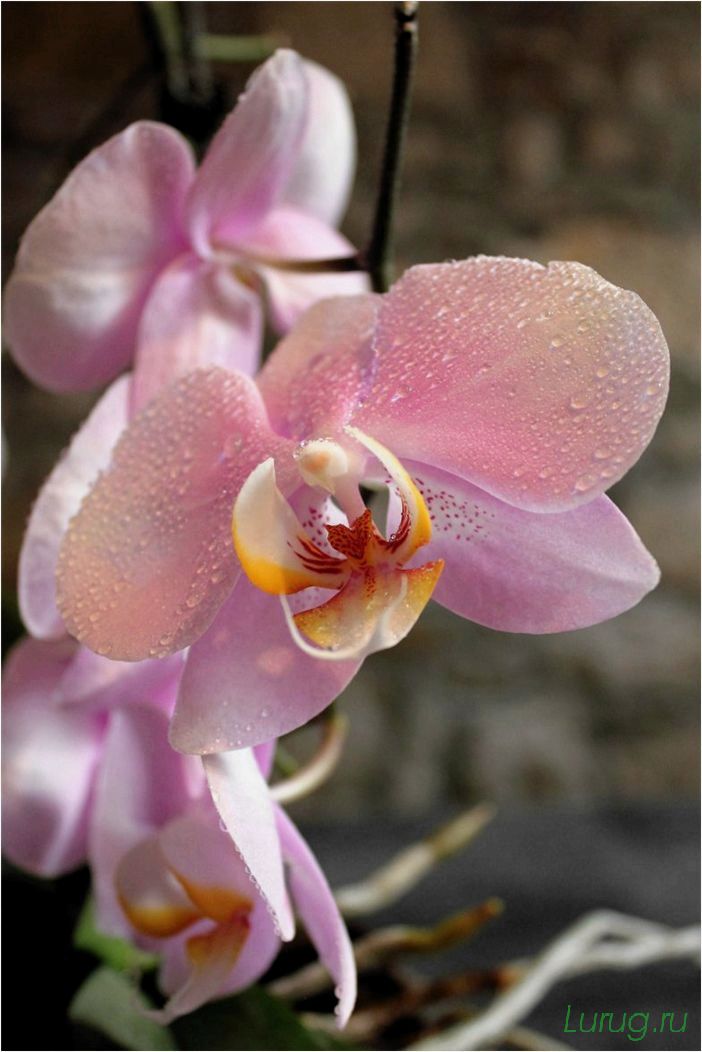 (орхидея, цветет, виды, сорта, фото) Орхидея: когда цветет, виды и сорта, фото цветка, чем поливать, чтобы росла быстро, уход и посадка
