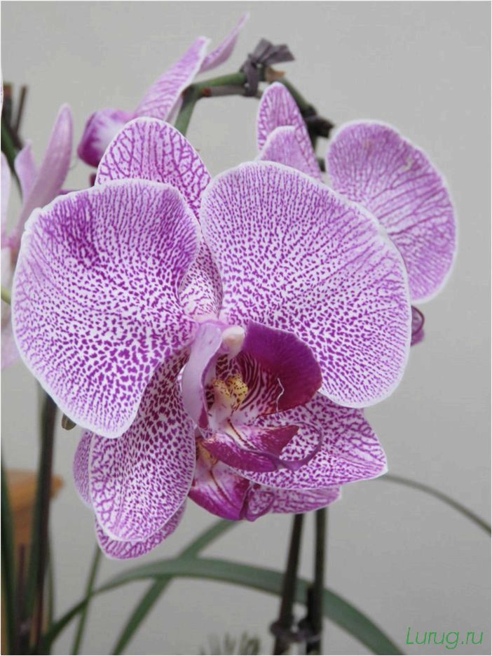 (орхидея, цветет, виды, сорта, фото) Орхидея: когда цветет, виды и сорта, фото цветка, чем поливать, чтобы росла быстро, уход и посадка