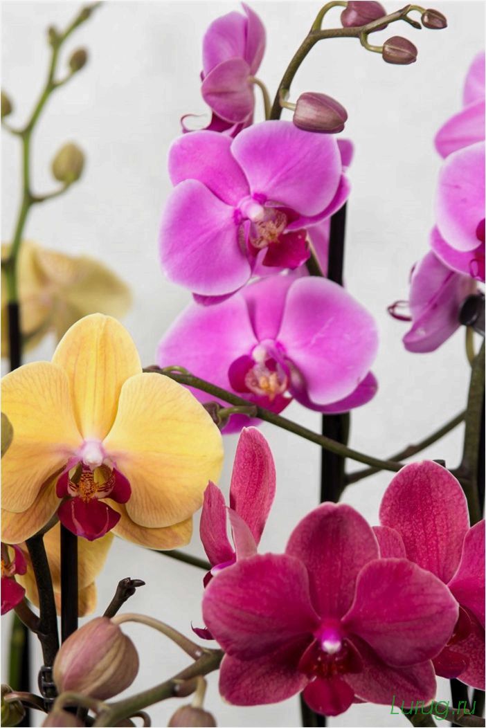 (орхидея, цветет, виды, сорта, фото) Орхидея: когда цветет, виды и сорта, фото цветка, чем поливать, чтобы росла быстро, уход и посадка