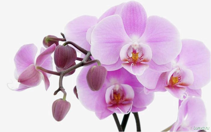 (орхидея, цветет, виды, сорта, фото) Орхидея: когда цветет, виды и сорта, фото цветка, чем поливать, чтобы росла быстро, уход и посадка
