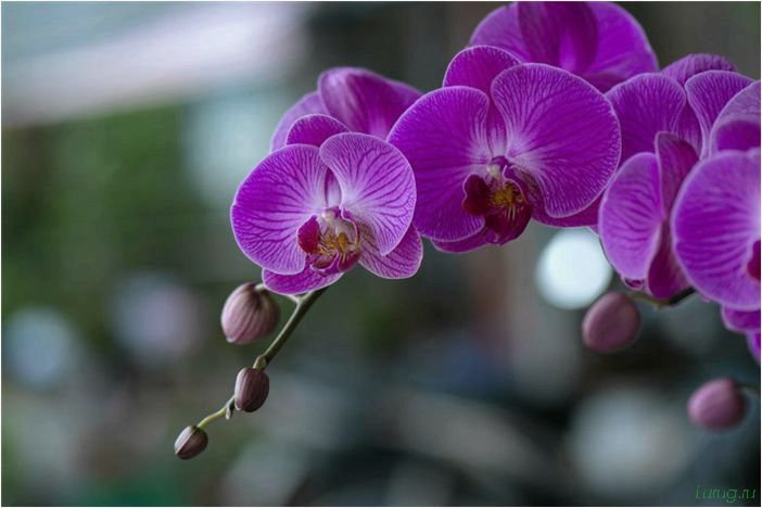 (орхидея, цветет, виды, сорта, фото) Орхидея: когда цветет, виды и сорта, фото цветка, чем поливать, чтобы росла быстро, уход и посадка