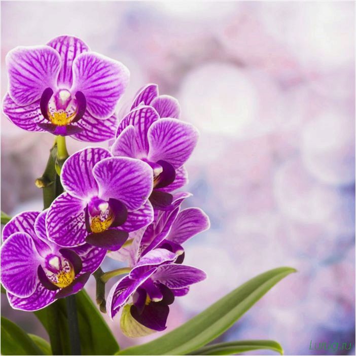 (орхидея, цветет, виды, сорта, фото) Орхидея: когда цветет, виды и сорта, фото цветка, чем поливать, чтобы росла быстро, уход и посадка