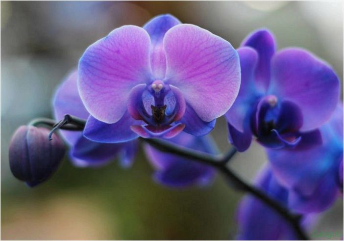 (орхидея, цветет, виды, сорта, фото) Орхидея: когда цветет, виды и сорта, фото цветка, чем поливать, чтобы росла быстро, уход и посадка