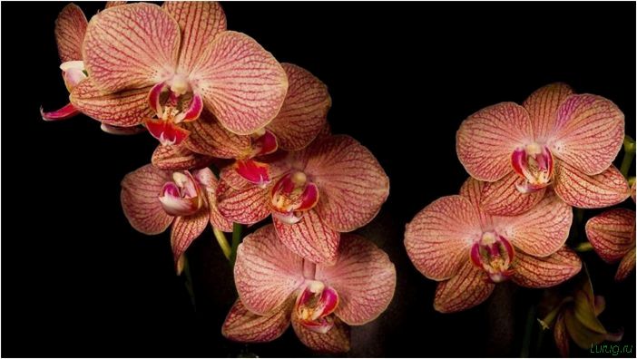 (орхидея, цветет, виды, сорта, фото) Орхидея: когда цветет, виды и сорта, фото цветка, чем поливать, чтобы росла быстро, уход и посадка
