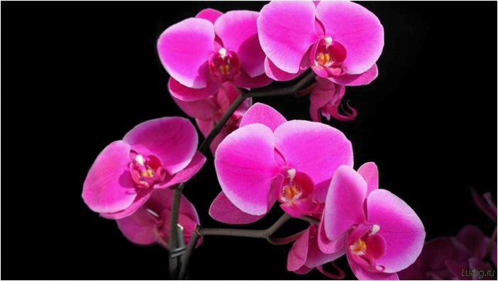(орхидея, цветет, виды, сорта, фото) Орхидея: когда цветет, виды и сорта, фото цветка, чем поливать, чтобы росла быстро, уход и посадка