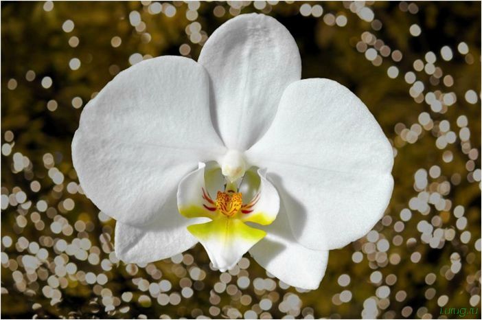 (орхидея, цветет, виды, сорта, фото) Орхидея: когда цветет, виды и сорта, фото цветка, чем поливать, чтобы росла быстро, уход и посадка