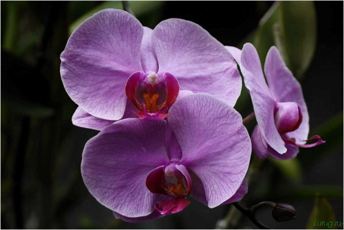 (орхидея, цветет, виды, сорта, фото) Орхидея: когда цветет, виды и сорта, фото цветка, чем поливать, чтобы росла быстро, уход и посадка