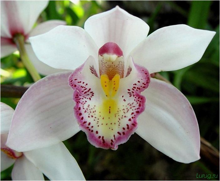 (орхидея, цветет, виды, сорта, фото) Орхидея: когда цветет, виды и сорта, фото цветка, чем поливать, чтобы росла быстро, уход и посадка