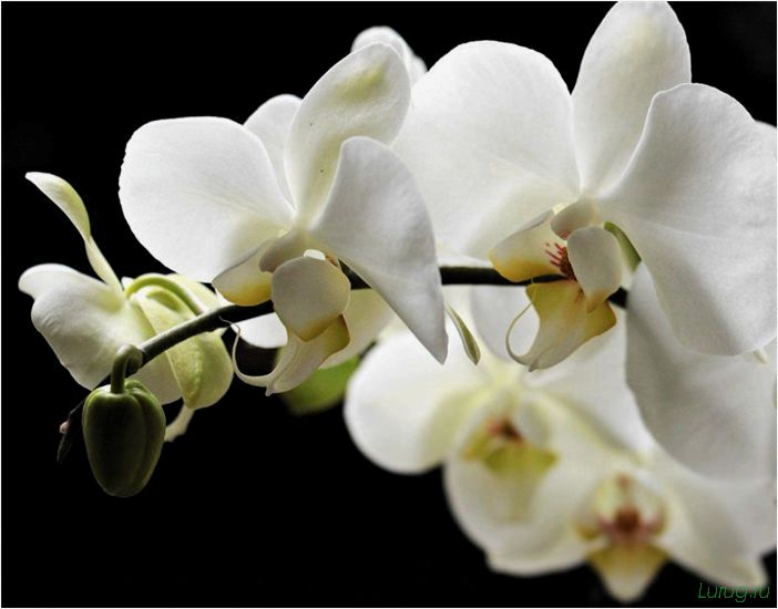 (орхидея, цветет, виды, сорта, фото) Орхидея: когда цветет, виды и сорта, фото цветка, чем поливать, чтобы росла быстро, уход и посадка