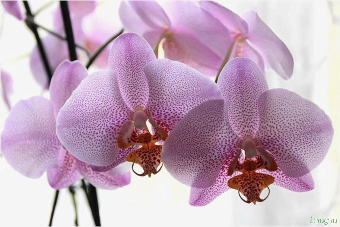 (орхидея, цветет, виды, сорта, фото) Орхидея: когда цветет, виды и сорта, фото цветка, чем поливать, чтобы росла быстро, уход и посадка
