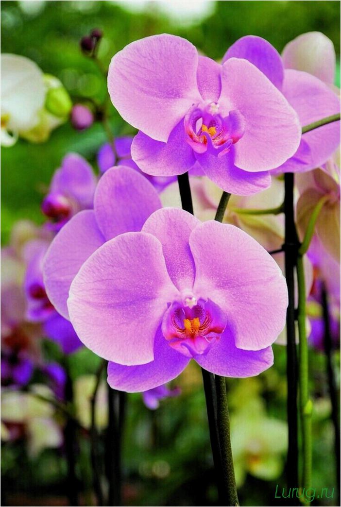 (орхидея, цветет, виды, сорта, фото) Орхидея: когда цветет, виды и сорта, фото цветка, чем поливать, чтобы росла быстро, уход и посадка