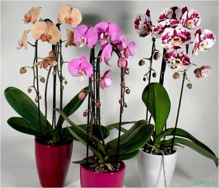 (орхидея, цветет, виды, сорта, фото) Орхидея: когда цветет, виды и сорта, фото цветка, чем поливать, чтобы росла быстро, уход и посадка