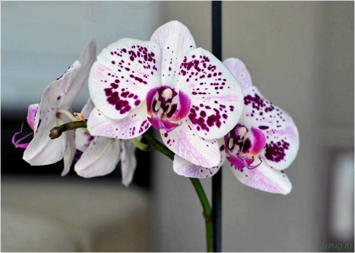 (орхидея, цветет, виды, сорта, фото) Орхидея: когда цветет, виды и сорта, фото цветка, чем поливать, чтобы росла быстро, уход и посадка