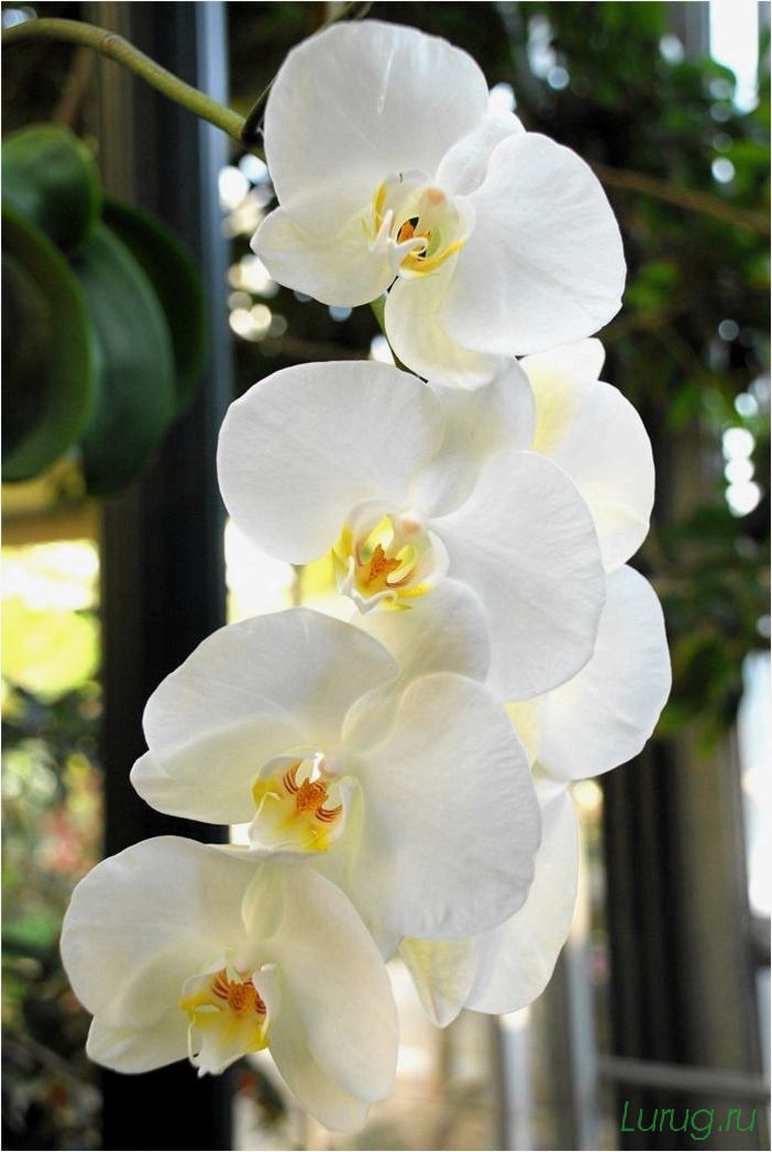 (орхидея, цветет, виды, сорта, фото) Орхидея: когда цветет, виды и сорта, фото цветка, чем поливать, чтобы росла быстро, уход и посадка