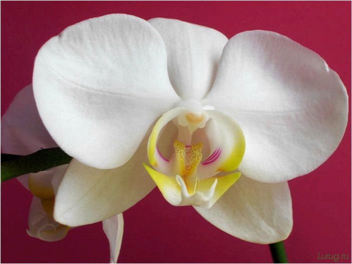 (орхидея, цветет, виды, сорта, фото) Орхидея: когда цветет, виды и сорта, фото цветка, чем поливать, чтобы росла быстро, уход и посадка