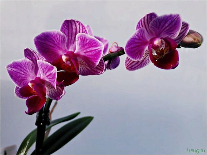 (орхидея, цветет, виды, сорта, фото) Орхидея: когда цветет, виды и сорта, фото цветка, чем поливать, чтобы росла быстро, уход и посадка