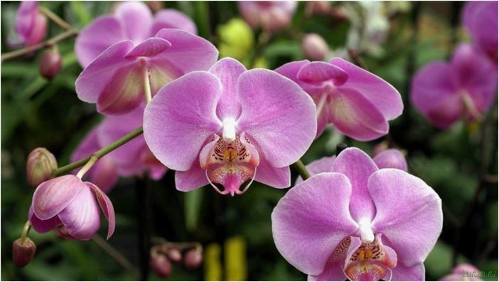 (орхидея, цветет, виды, сорта, фото) Орхидея: когда цветет, виды и сорта, фото цветка, чем поливать, чтобы росла быстро, уход и посадка