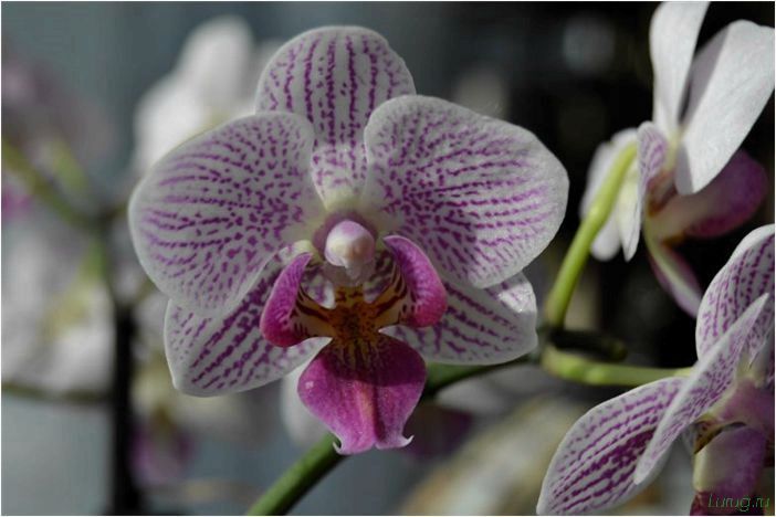 (орхидея, цветет, виды, сорта, фото) Орхидея: когда цветет, виды и сорта, фото цветка, чем поливать, чтобы росла быстро, уход и посадка