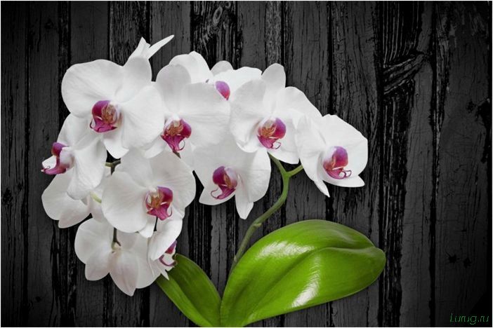 (орхидея, цветет, виды, сорта, фото) Орхидея: когда цветет, виды и сорта, фото цветка, чем поливать, чтобы росла быстро, уход и посадка