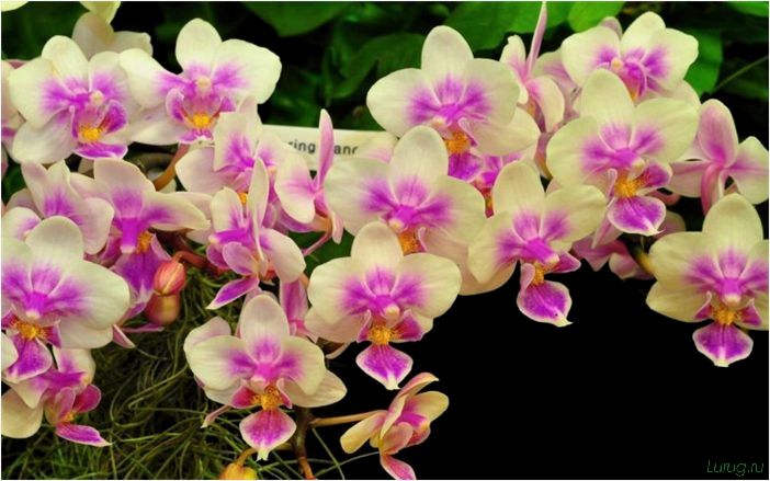 (орхидея, цветет, виды, сорта, фото) Орхидея: когда цветет, виды и сорта, фото цветка, чем поливать, чтобы росла быстро, уход и посадка