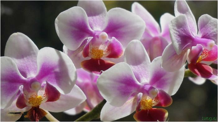 (орхидея, цветет, виды, сорта, фото) Орхидея: когда цветет, виды и сорта, фото цветка, чем поливать, чтобы росла быстро, уход и посадка