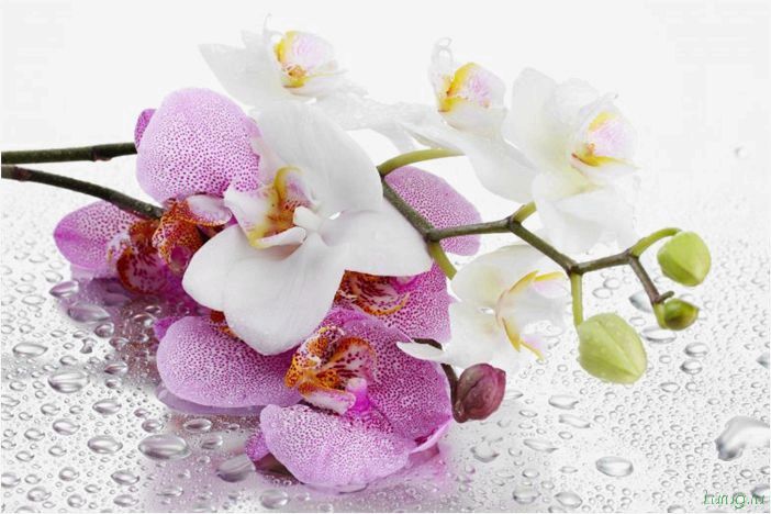 (орхидея, цветет, виды, сорта, фото) Орхидея: когда цветет, виды и сорта, фото цветка, чем поливать, чтобы росла быстро, уход и посадка