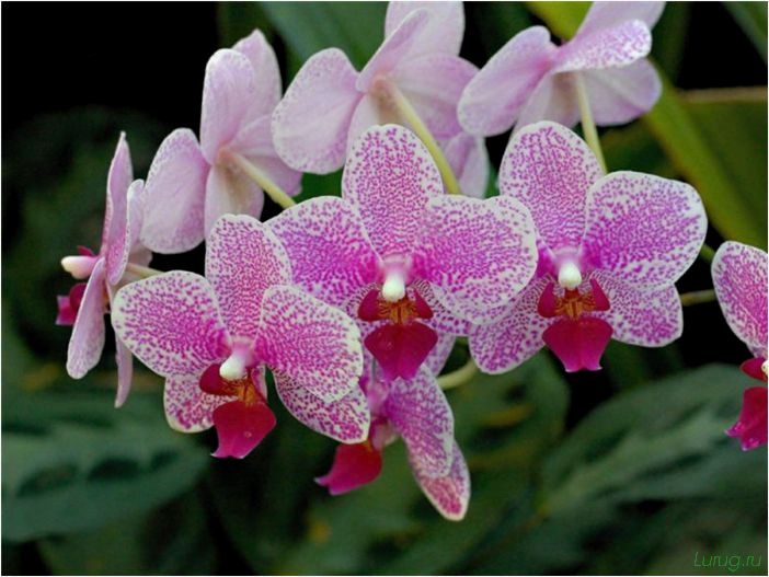 (орхидея, цветет, виды, сорта, фото) Орхидея: когда цветет, виды и сорта, фото цветка, чем поливать, чтобы росла быстро, уход и посадка