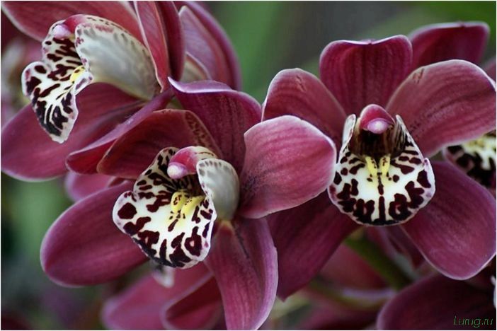 (орхидея, цветет, виды, сорта, фото) Орхидея: когда цветет, виды и сорта, фото цветка, чем поливать, чтобы росла быстро, уход и посадка