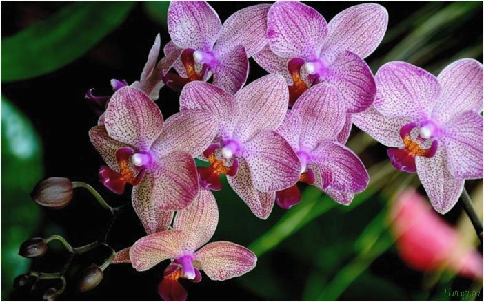 (орхидея, цветет, виды, сорта, фото) Орхидея: когда цветет, виды и сорта, фото цветка, чем поливать, чтобы росла быстро, уход и посадка