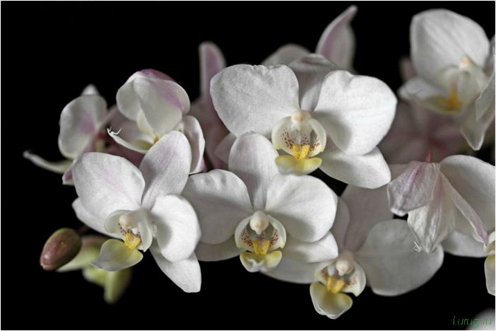 (орхидея, цветет, виды, сорта, фото) Орхидея: когда цветет, виды и сорта, фото цветка, чем поливать, чтобы росла быстро, уход и посадка