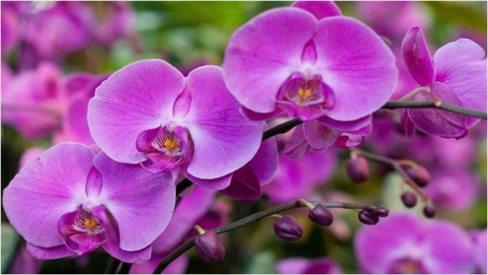 (орхидея, цветет, виды, сорта, фото) Орхидея: когда цветет, виды и сорта, фото цветка, чем поливать, чтобы росла быстро, уход и посадка
