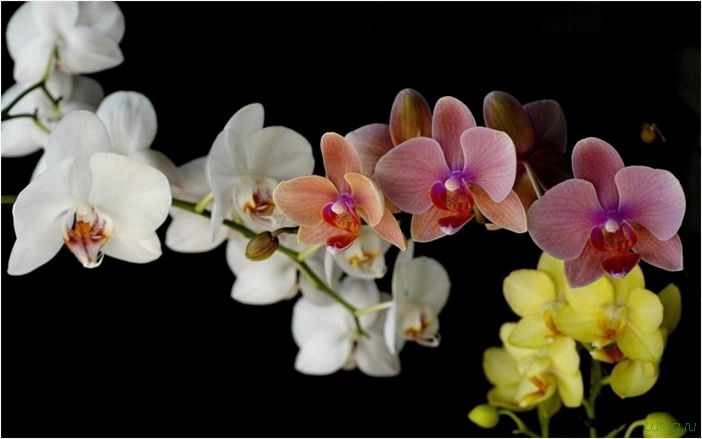 (орхидея, цветет, виды, сорта, фото) Орхидея: когда цветет, виды и сорта, фото цветка, чем поливать, чтобы росла быстро, уход и посадка