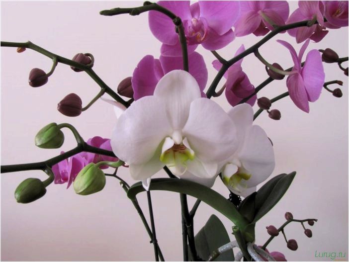 (орхидея, цветет, виды, сорта, фото) Орхидея: когда цветет, виды и сорта, фото цветка, чем поливать, чтобы росла быстро, уход и посадка