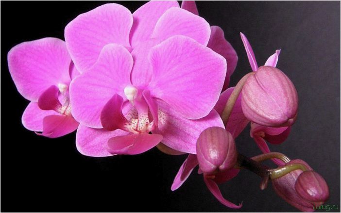 (орхидея, цветет, виды, сорта, фото) Орхидея: когда цветет, виды и сорта, фото цветка, чем поливать, чтобы росла быстро, уход и посадка