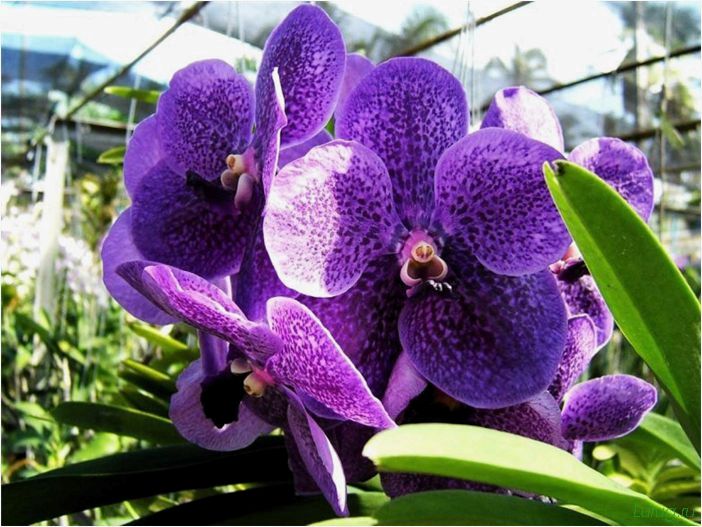 (орхидея, цветет, виды, сорта, фото) Орхидея: когда цветет, виды и сорта, фото цветка, чем поливать, чтобы росла быстро, уход и посадка