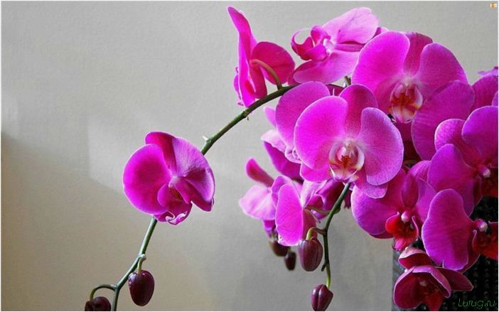 (орхидея, цветет, виды, сорта, фото) Орхидея: когда цветет, виды и сорта, фото цветка, чем поливать, чтобы росла быстро, уход и посадка