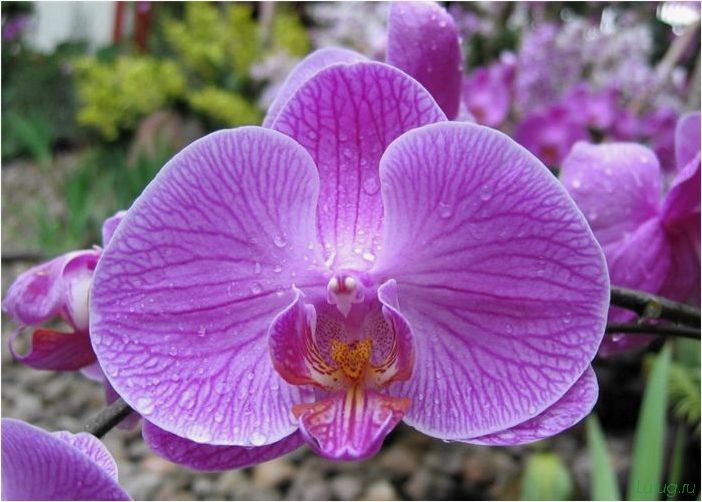 (орхидея, цветет, виды, сорта, фото) Орхидея: когда цветет, виды и сорта, фото цветка, чем поливать, чтобы росла быстро, уход и посадка