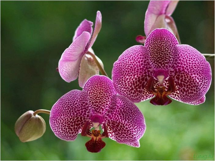 (орхидея, цветет, виды, сорта, фото) Орхидея: когда цветет, виды и сорта, фото цветка, чем поливать, чтобы росла быстро, уход и посадка