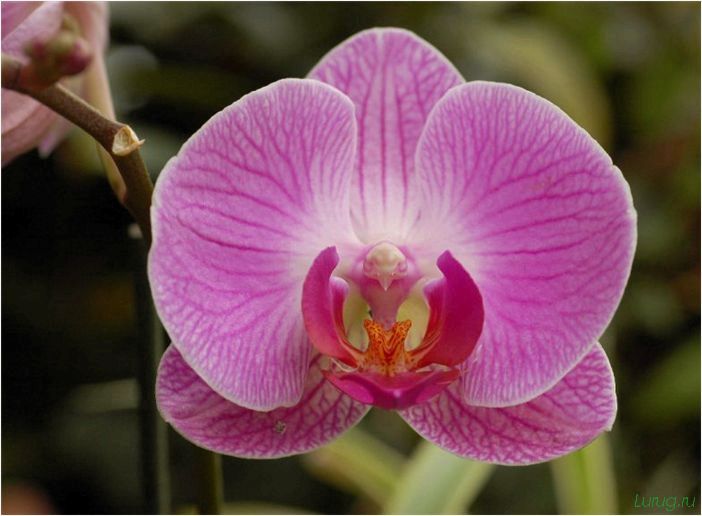 (орхидея, цветет, виды, сорта, фото) Орхидея: когда цветет, виды и сорта, фото цветка, чем поливать, чтобы росла быстро, уход и посадка