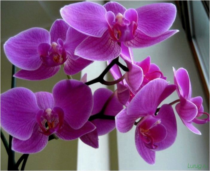 (орхидея, цветет, виды, сорта, фото) Орхидея: когда цветет, виды и сорта, фото цветка, чем поливать, чтобы росла быстро, уход и посадка