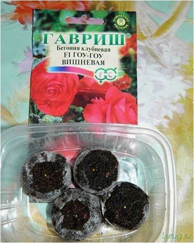(бегония, обрезать, домашних, условиях) Бегония — как обрезать в домашних условиях, болезни и вредители, характеристика