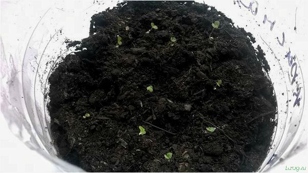 (бегония, обрезать, домашних, условиях) Бегония — как обрезать в домашних условиях, болезни и вредители, характеристика