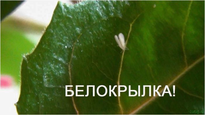 (бегония, обрезать, домашних, условиях) Бегония — как обрезать в домашних условиях, болезни и вредители, характеристика