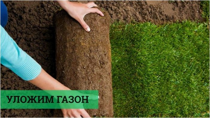 Трава для газона: низкорослая вытесняющая сорняки, примеры с названиями, по которой можно ходить, рекомендации садовника
