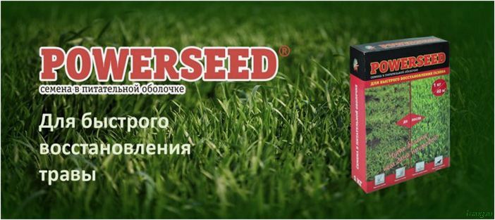 Трава для газона: низкорослая вытесняющая сорняки, примеры с названиями, по которой можно ходить, рекомендации садовника
