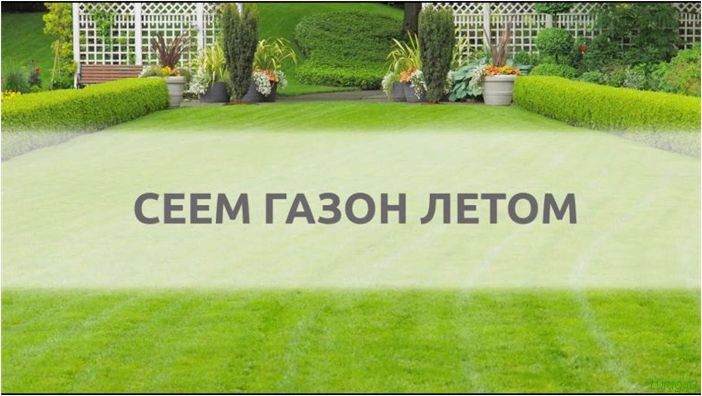 Трава для газона: низкорослая вытесняющая сорняки, примеры с названиями, по которой можно ходить, рекомендации садовника