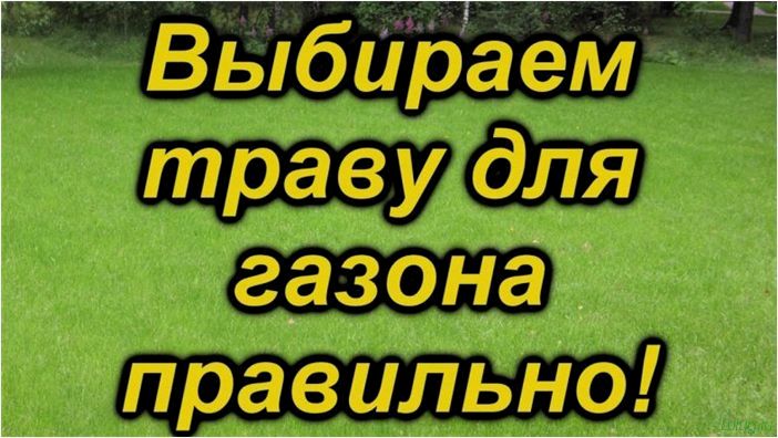 Трава для газона: низкорослая вытесняющая сорняки, примеры с названиями, по которой можно ходить, рекомендации садовника