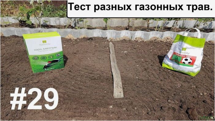 Трава для газона: низкорослая вытесняющая сорняки, примеры с названиями, по которой можно ходить, рекомендации садовника